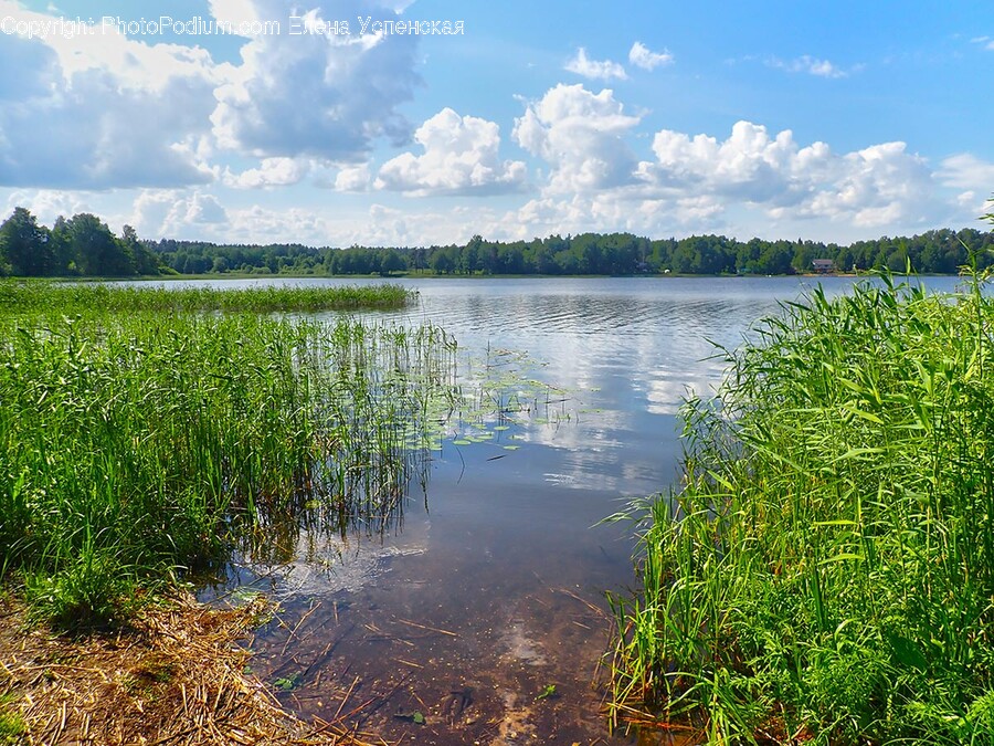 Land, Nature, Outdoors, Water, Swamp
