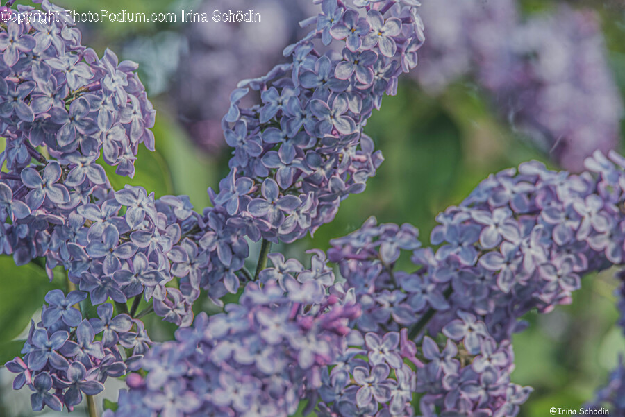 Plant, Flower, Blossom, Lilac