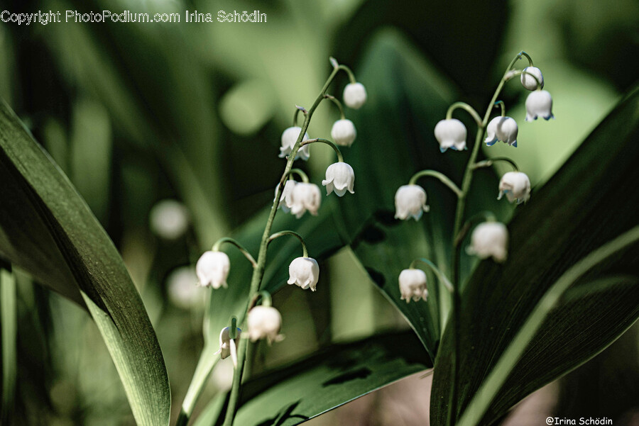 Plant, Flower, Blossom, Acanthaceae, Petal
