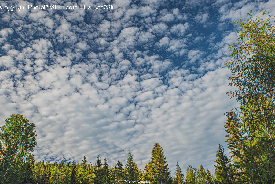 Tree, Plant, Fir, Abies, Nature