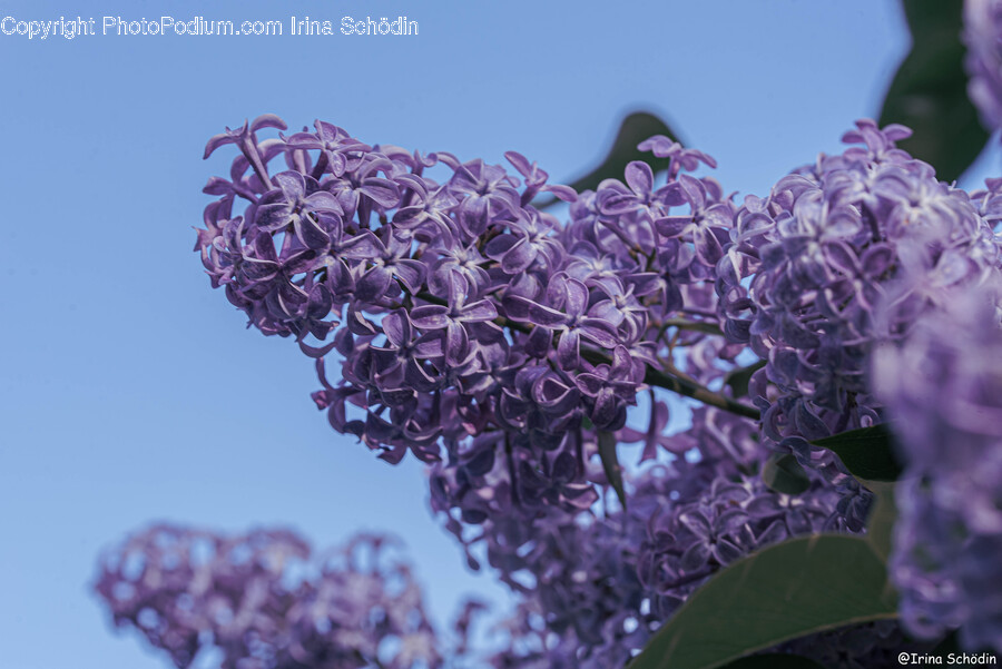 Plant, Flower, Blossom, Lilac