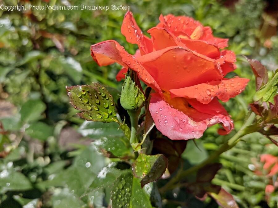 Rose, Plant, Flower, Blossom