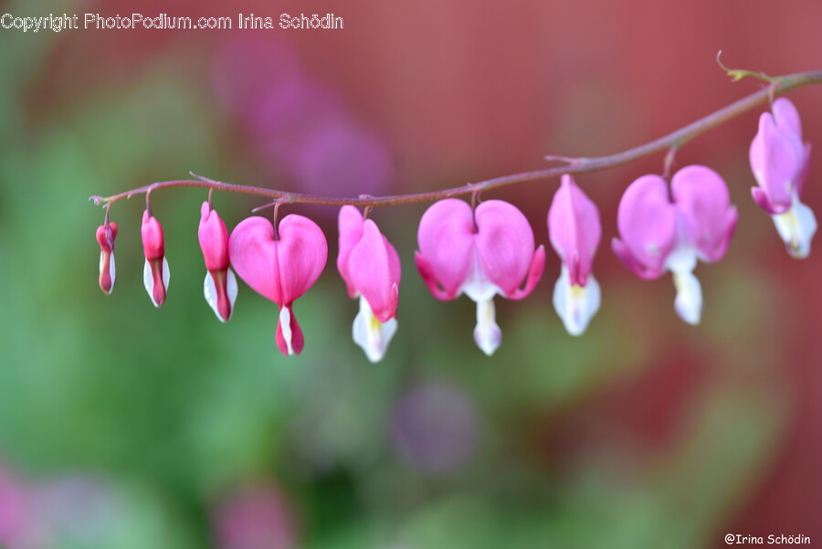 Plant, Flower, Blossom, Geranium, Petal