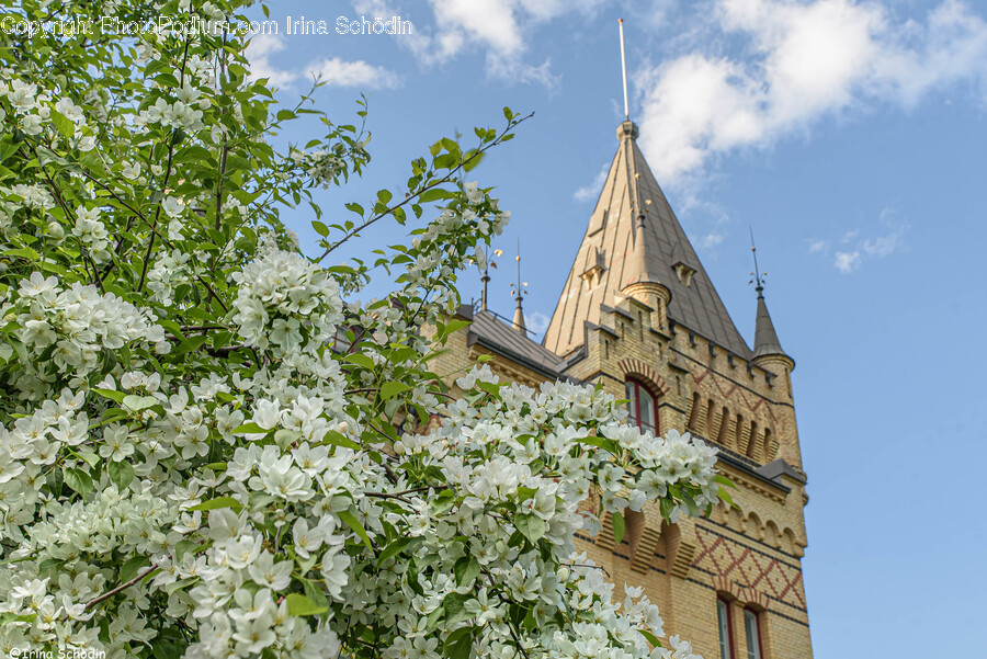 Spire, Steeple, Tower, Architecture, Building