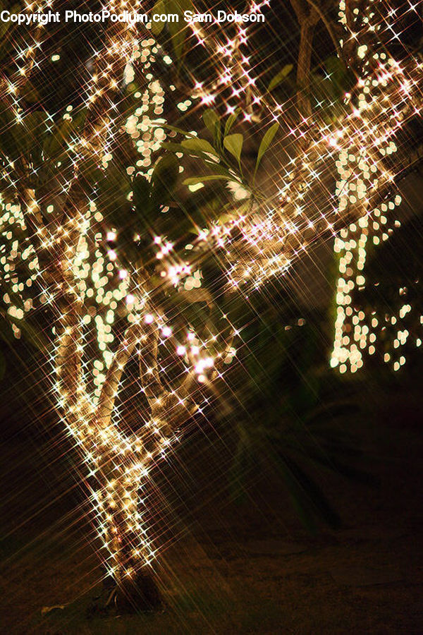 Arachnid, Garden Spider, Insect, Invertebrate, Spider, Flare, Light