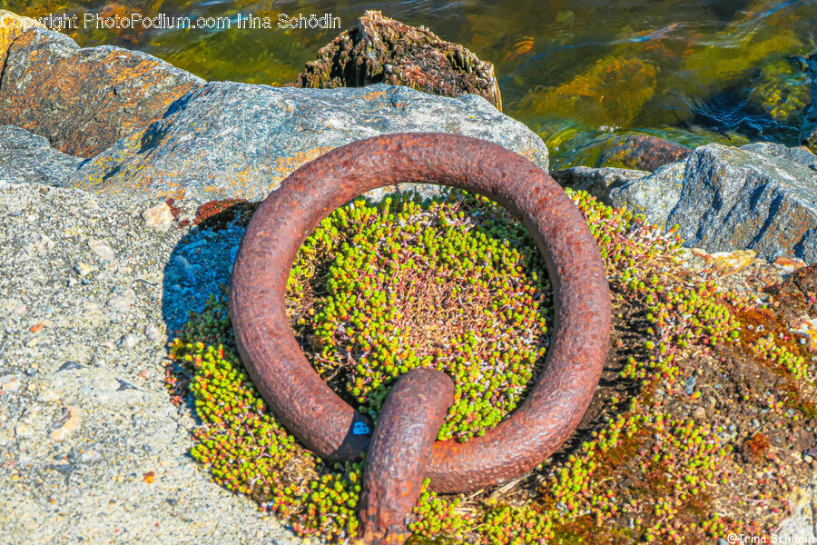 Rust, Snake, Animal, Reptile