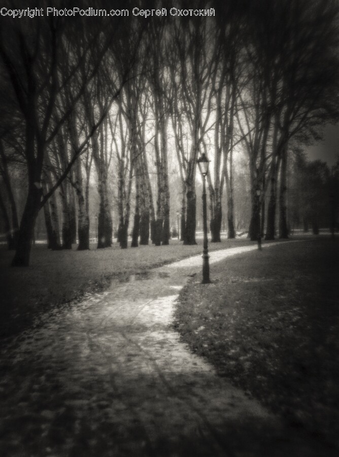Tree, Plant, Path, Vegetation, Ground