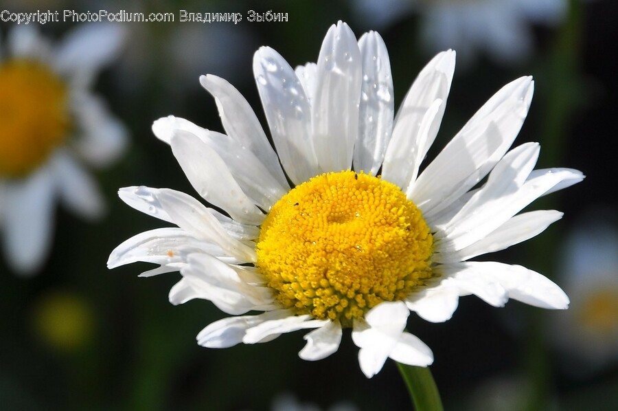 Plant, Daisy, Daisies, Flower, Blossom