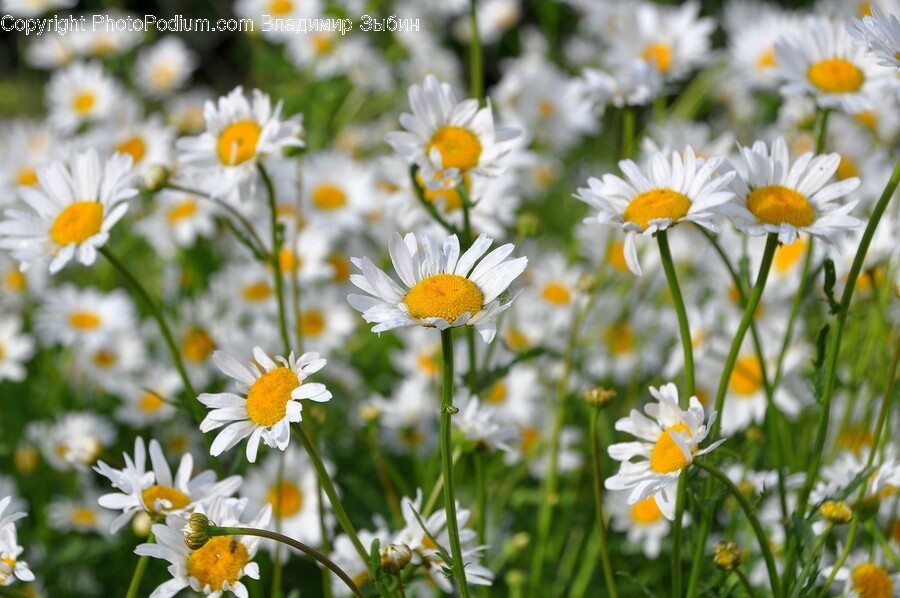 Plant, Daisy, Daisies, Flower, Blossom