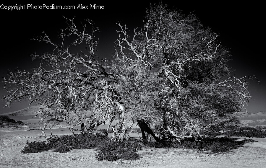 Nature, Tree, Plant, Outdoors, Ice