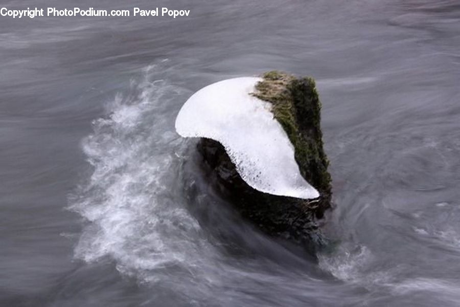 Outdoors, Sea, Sea Waves, Water, Bird, Waterfowl, Ocean