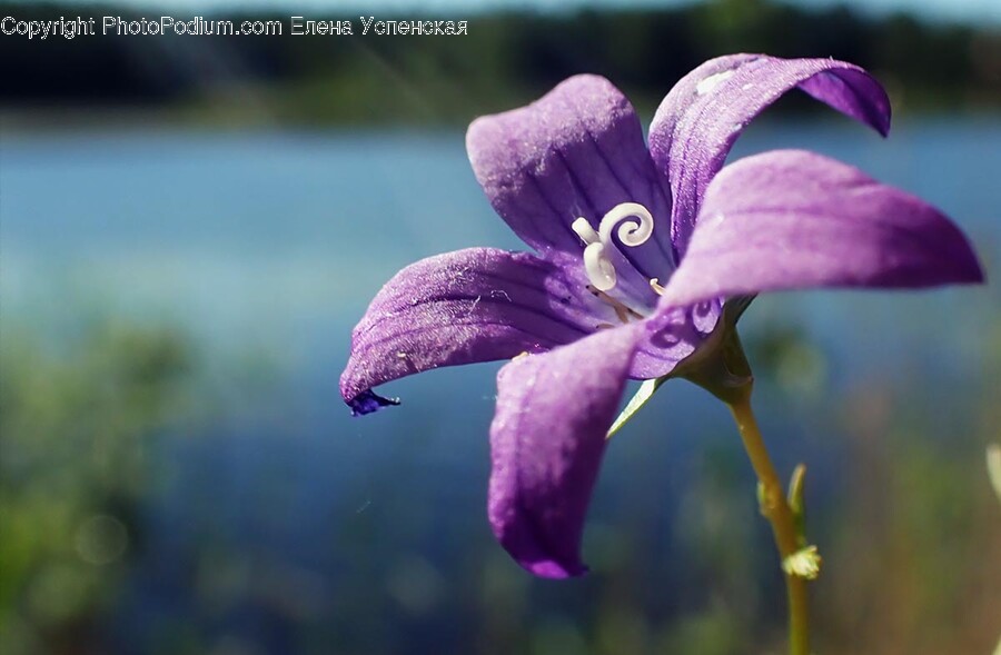 Geranium, Plant, Flower, Blossom, Bird