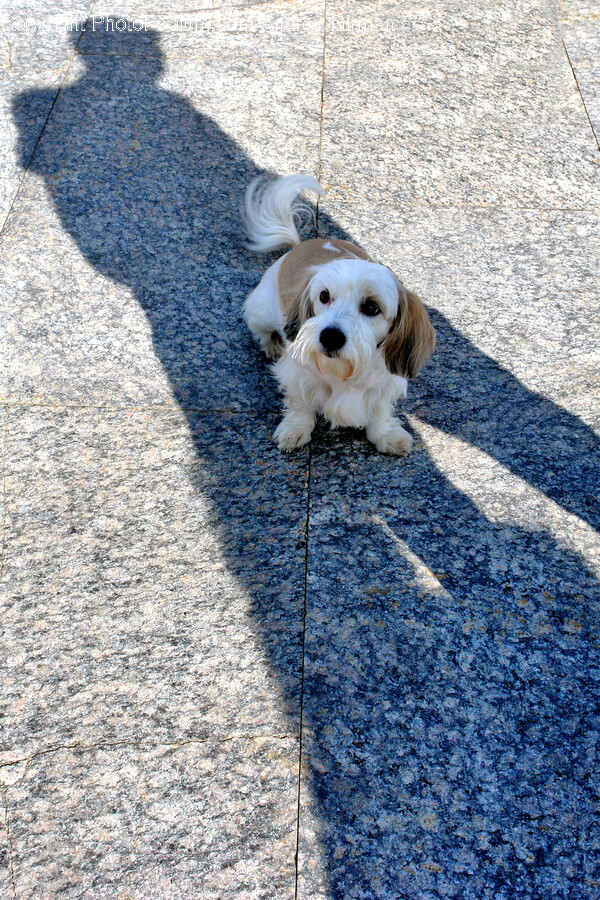 Tarmac, Asphalt, Dog, Canine, Pet