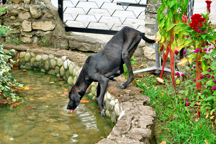 Flagstone, Slate, Dog, Mammal, Animal