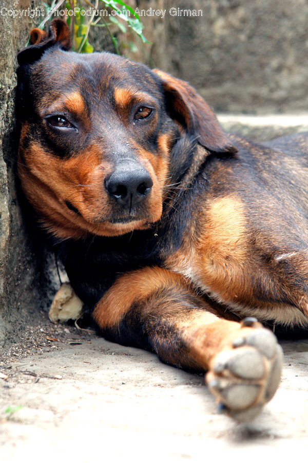 Dog, Pet, Animal, Mammal, Canine