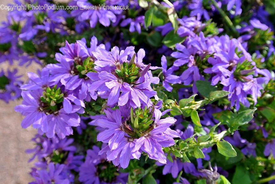 Plant, Flower, Blossom, Geranium, Petal