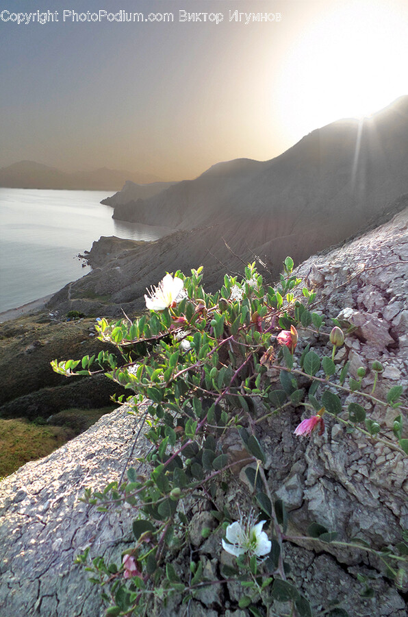 Plant, Flare, Light, Promontory, Flower