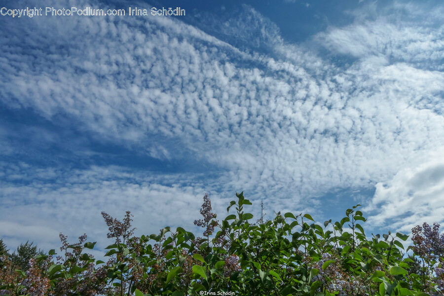 Outdoors, Nature, Weather, Cumulus, Sky