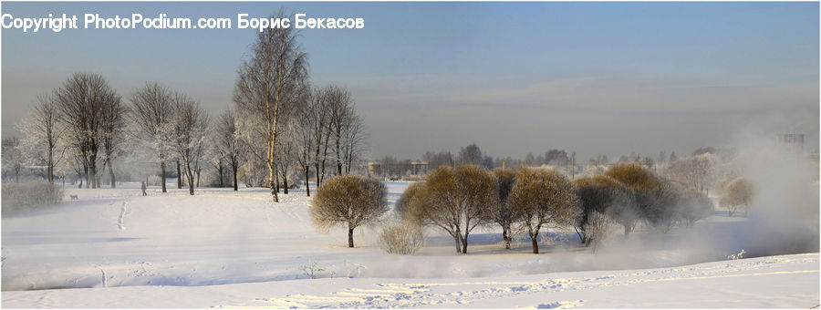 Arctic, Snow, Winter, Field, Grass, Grassland, Plant