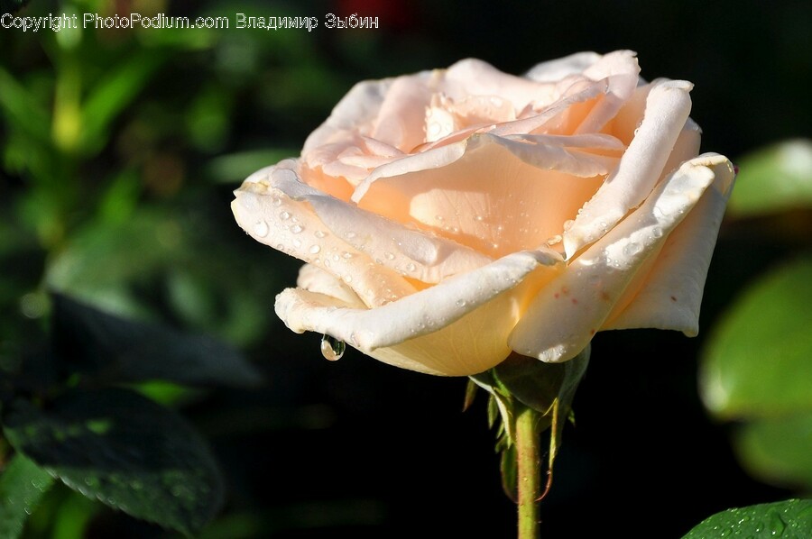 Rose, Plant, Flower, Blossom