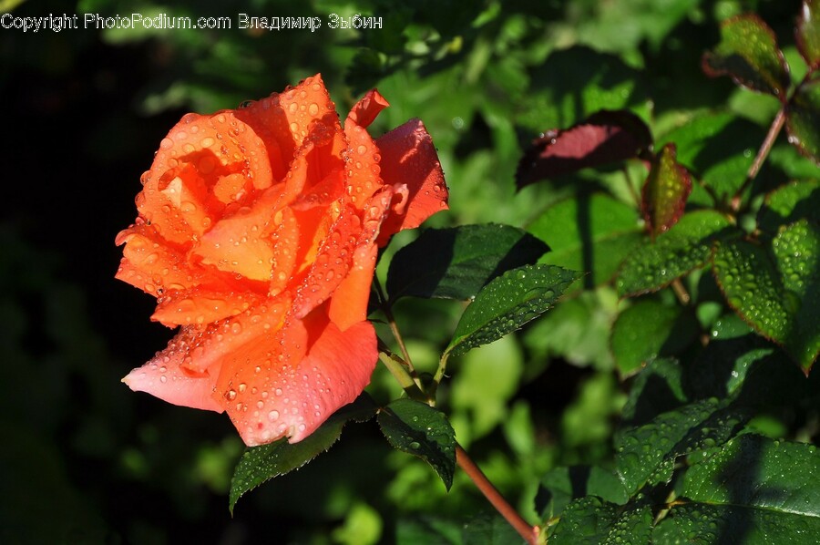 Rose, Plant, Flower, Blossom, Geranium