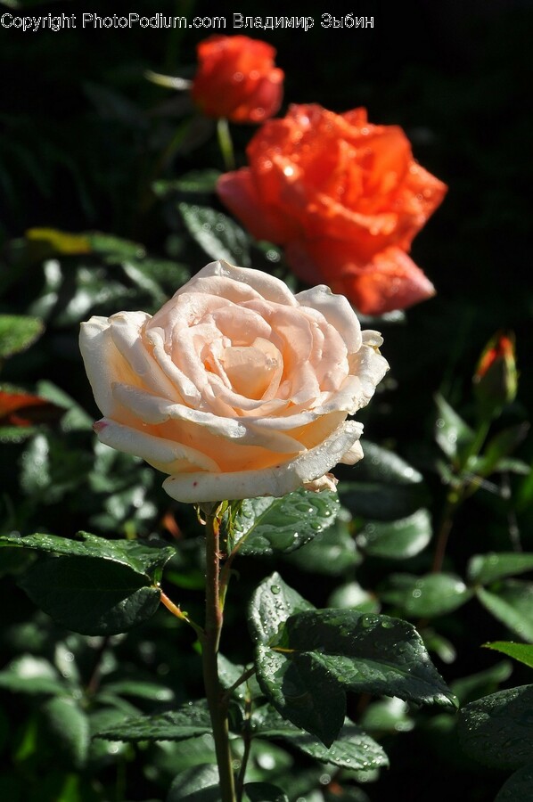 Rose, Plant, Flower, Blossom, Acanthaceae