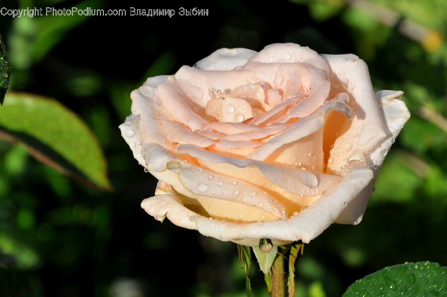 Rose, Plant, Flower, Blossom