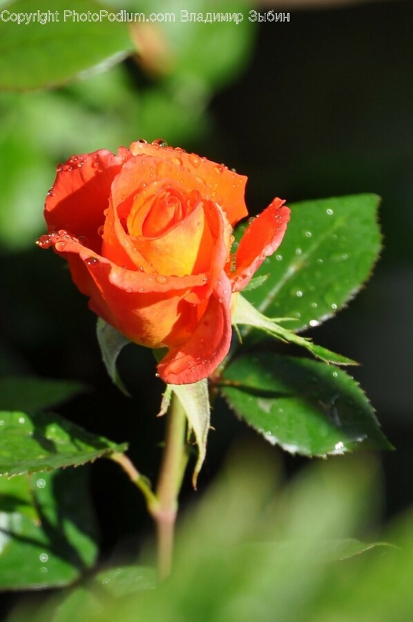 Rose, Plant, Flower, Blossom