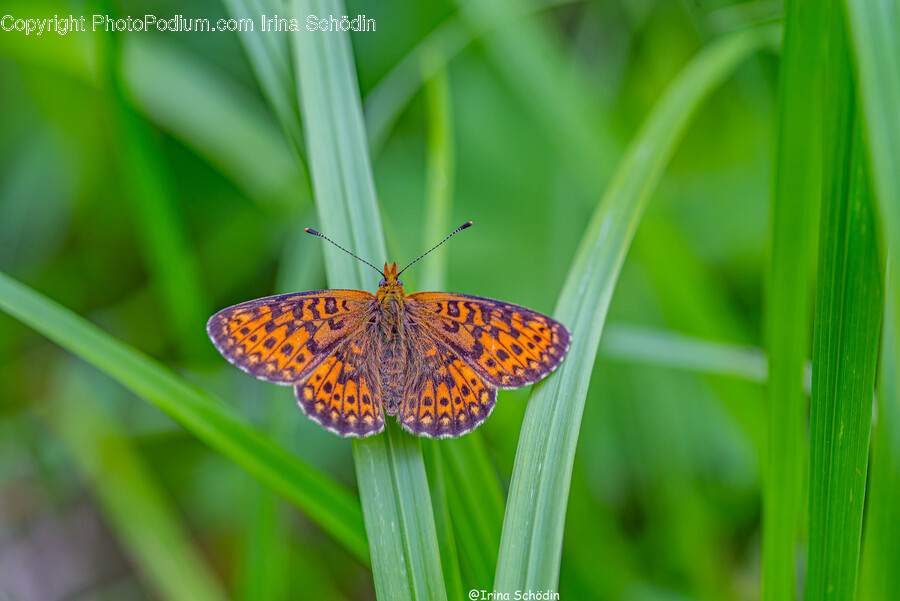 Insect, Invertebrate, Animal, Butterfly, Honey Bee