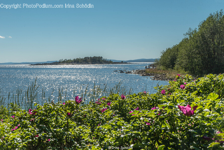 Nature, Outdoors, Water, Plant, Promontory