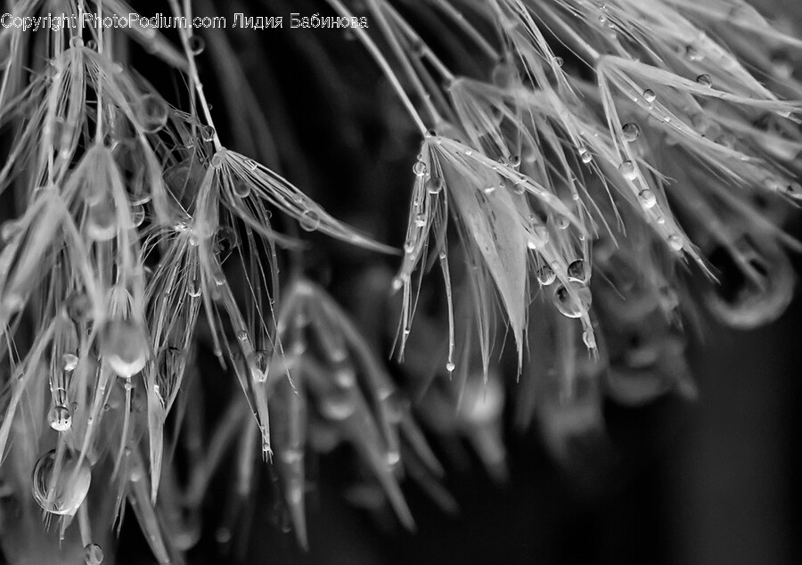 Plant, Grain, Produce, Vegetable, Food