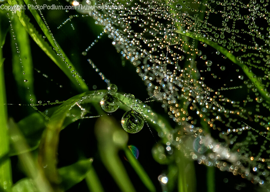 Droplet, Leaf, Plant, Light, Moss