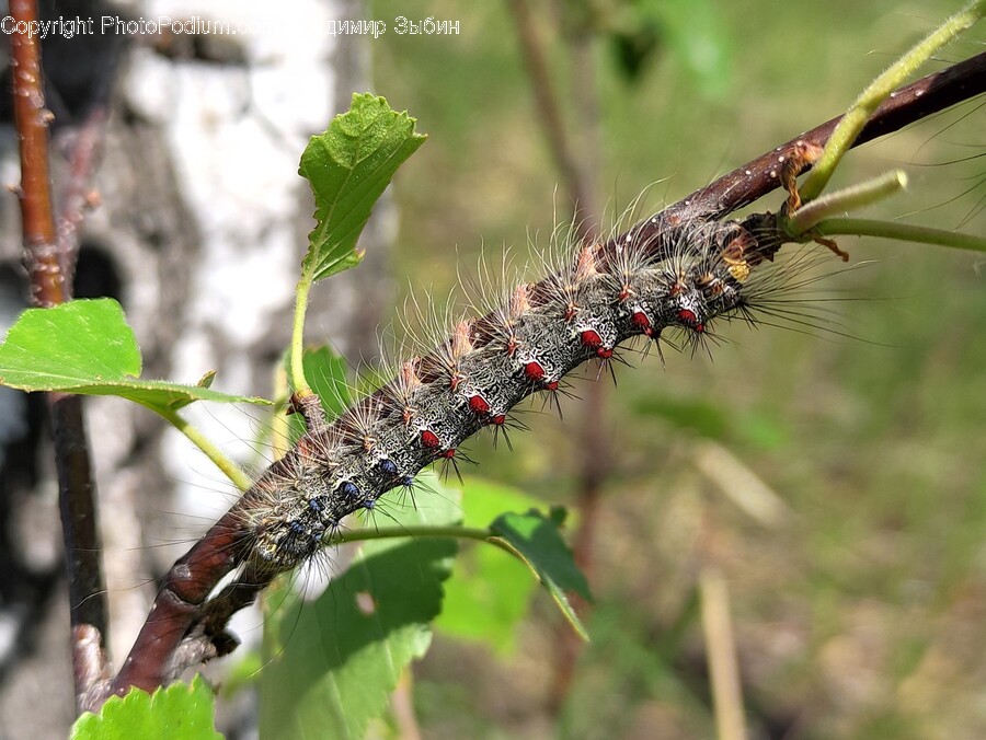 Invertebrate, Animal, Worm, Insect