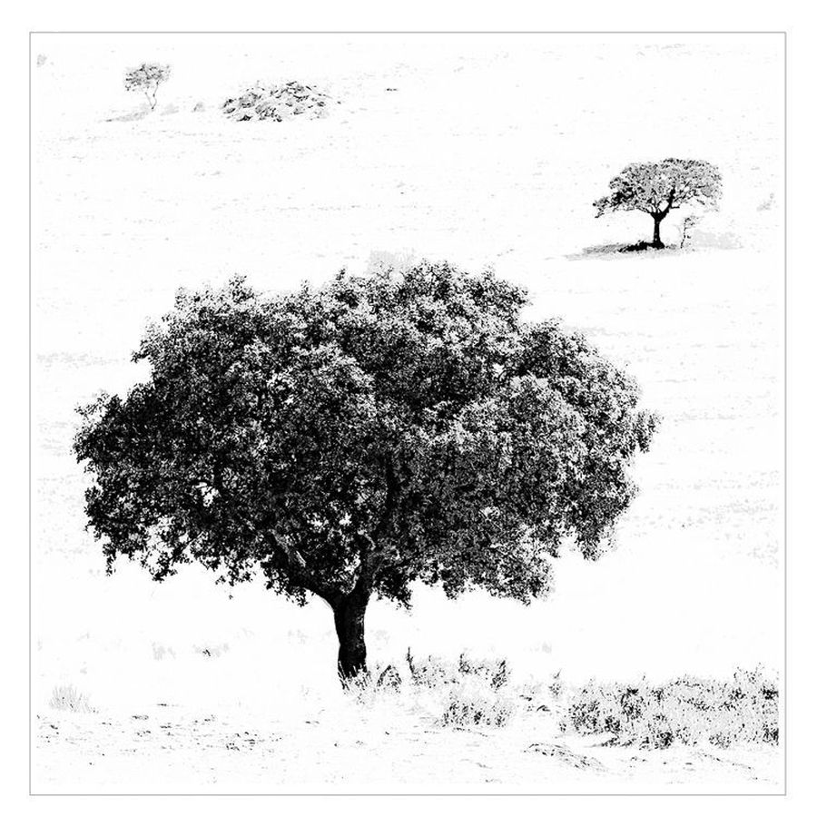 Plant, Tree, Oak, Wood, Drawing, Sketch, Flyer