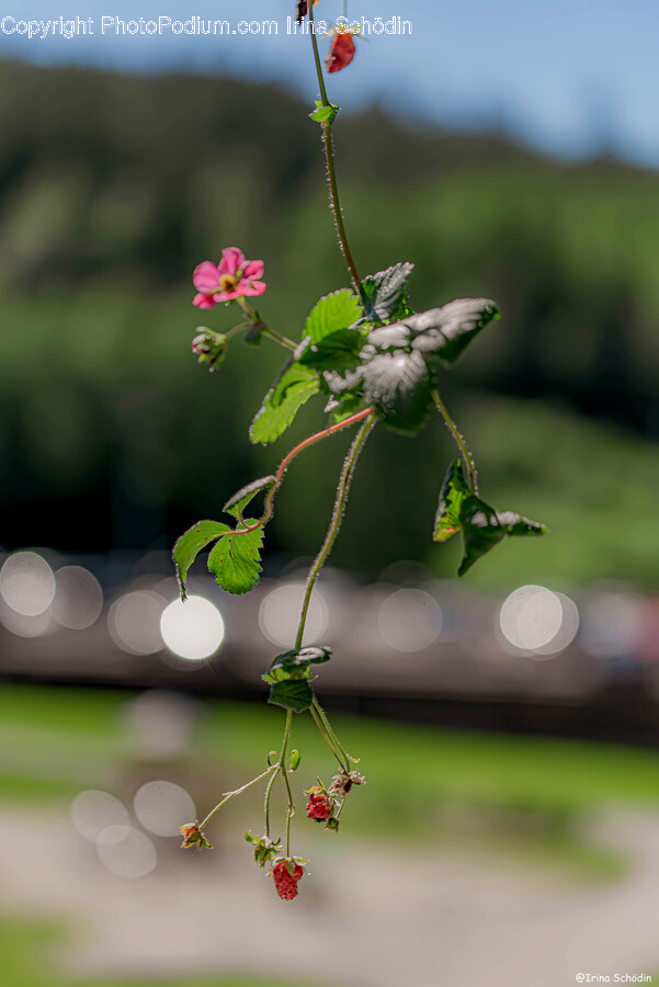 Plant, Leaf, Flower, Blossom, Veins
