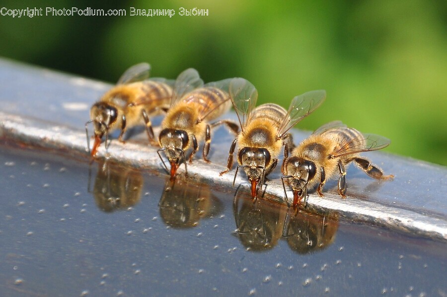 Apidae, Insect, Invertebrate, Animal, Bee