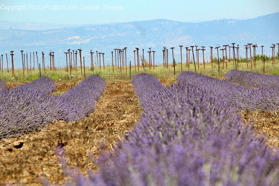 Plant, Lavender, Flower, Blossom, Lupin