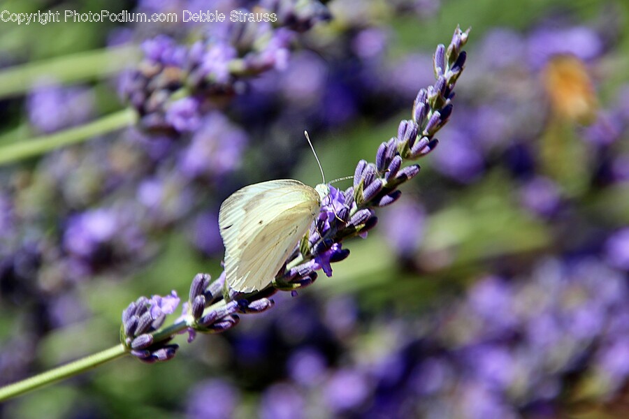 Plant, Lupin, Flower, Blossom, Honey Bee