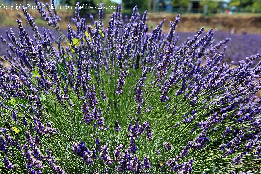 Plant, Lavender, Flower, Blossom, Lupin
