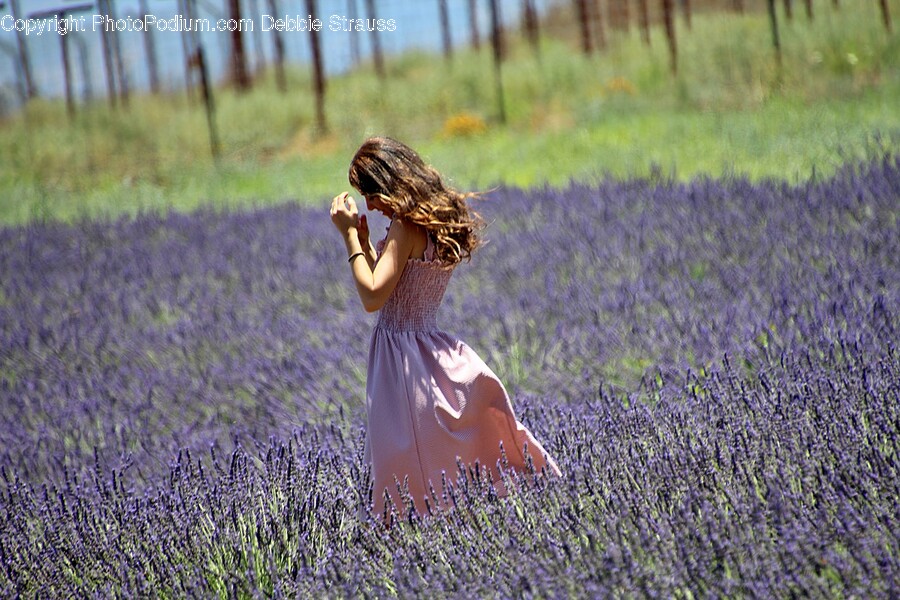 Plant, Lavender, Person, Human, Field