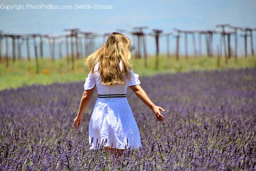 Plant, Person, Human, Lavender, Flower