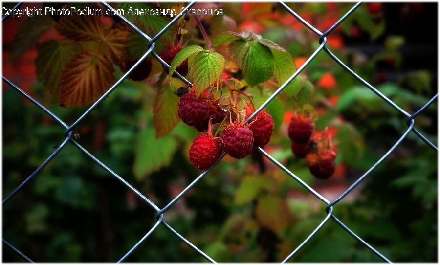 Raspberry, Plant, Fruit, Food, Leaf