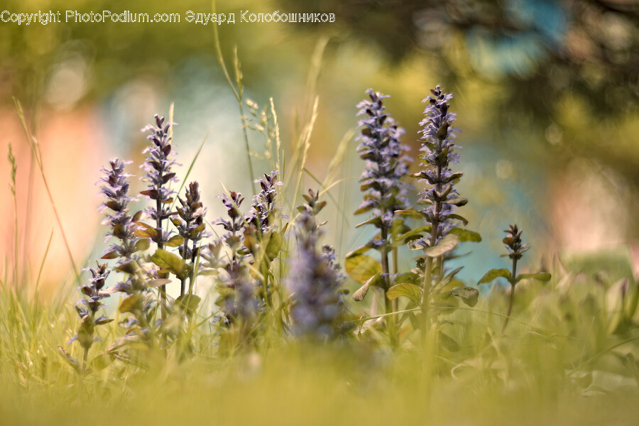 Plant, Lupin, Flower, Blossom, Lavender