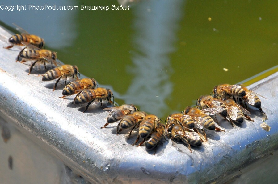 Apidae, Animal, Invertebrate, Bee, Insect