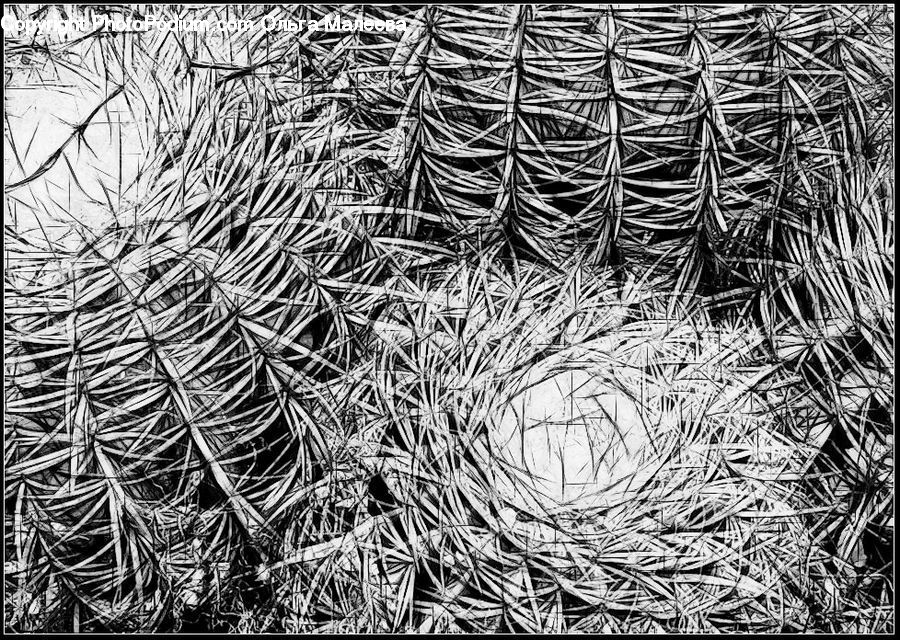 Conifer, Fir, Plant, Tree, Art, Modern Art, Pine