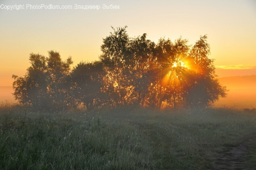 Flare, Light, Nature, Outdoors, Grass