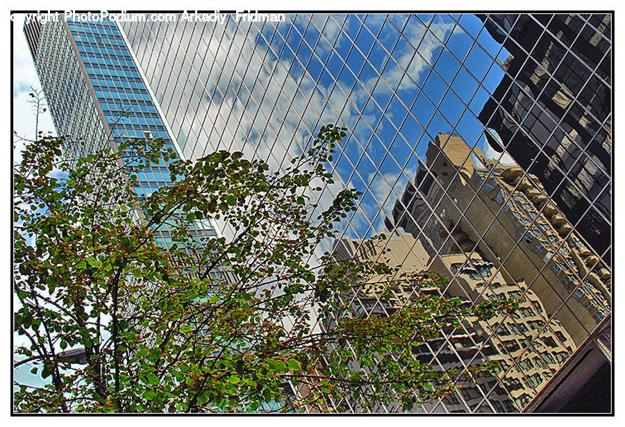 Building, Housing, Plant, Tree, City, High Rise, Oak