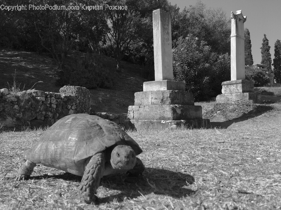 Turtle, Sea Life, Reptile, Animal, Tortoise