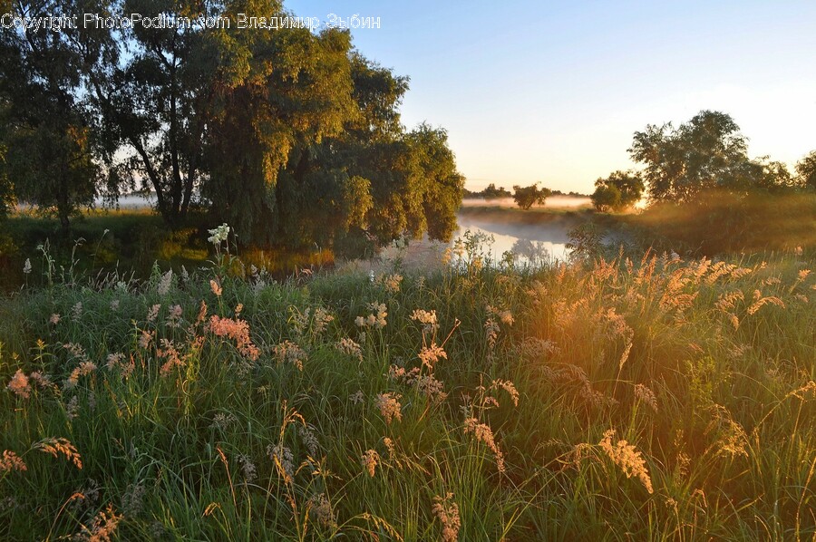 Nature, Outdoors, Grassland, Field, Meadow