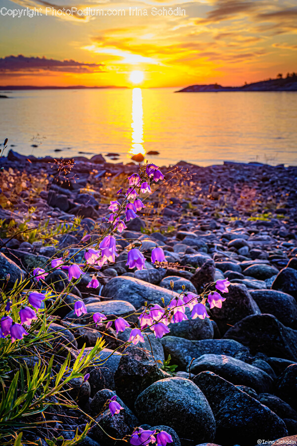 Purple, Flare, Light, Ground, Sunlight